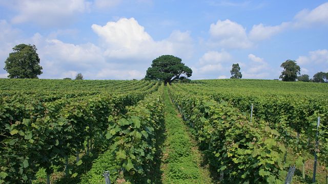 Degustazione di vini e visita alla cantina Stopham