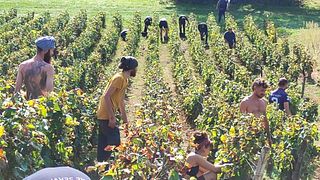 Domaine Duchemin: A Legacy of Winemaking