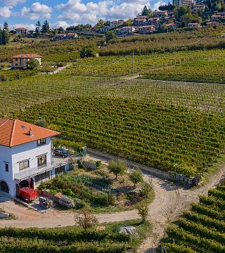 Cata de vinos y paseo por los viñedos de Drocco Renzo