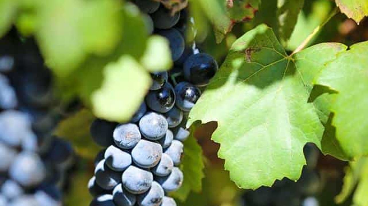 Château Les Amoureuses: A Hidden Gem in Rhône