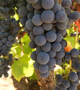 Tasting and Tour at Zitta Wines