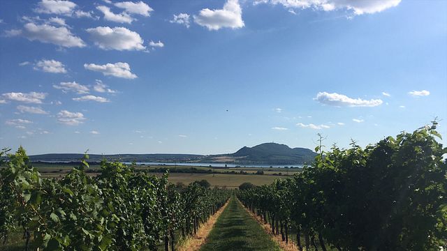 Viaje de cata de vinos a la región vinícola de Mikulov