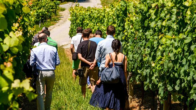 Cata de vinos y visita a la Bodega Hiruzta