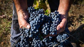 Degustazione di vini e visita alla Fabbrica Caricato