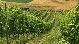 Vigneti Vallorani