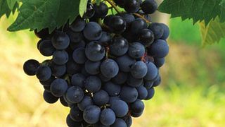 Primorska Wine & Vineyard Journey at Vilij Bržan