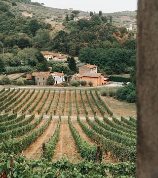 Lucques : Dégustation de vins - Domaine viticole Tenuta Adamo