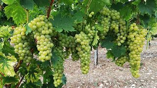 Terrantiqua Winery