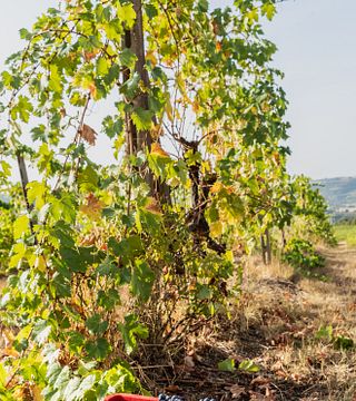 Die Grafen von Montemarte