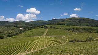 Uncover Tuscan Wines on a Vineyard Tour