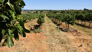João Clara Wines