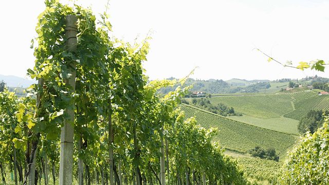 Weinprobe und Führung bei Erzherzog Johann Weine