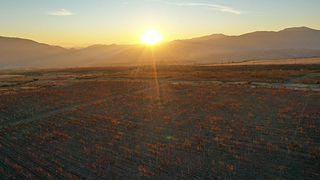 NOA Vineyards & Cellar