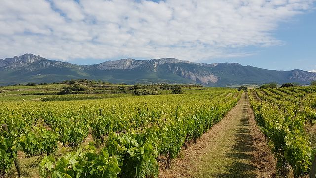 Gil Berzal Weinprobe in der Bodega Gil Berzal de Laguardia