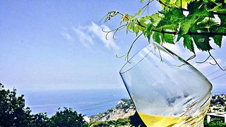 Joaquin Sarl Winery