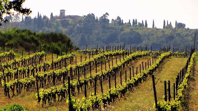 Domaine du Bosc