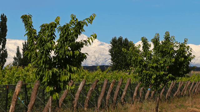 Bodega Alpamanta