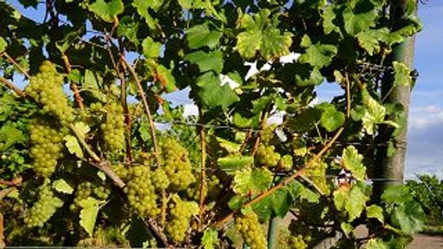 Descubra os Terroirs de Palatinats e prove uvas selecionadas de diferentes Terroirs