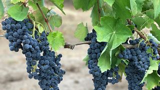 Il classico – Weingutbesichtigung und Weinprobe