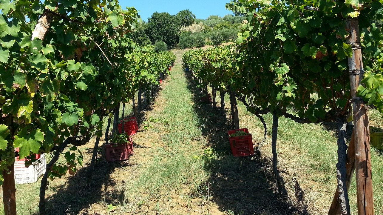 Visita la Cantine Benvenuto para degustar vinos.