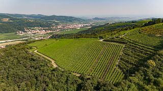Visita alla cantina e degustazione di vini Valpolicella presso la Cantina Marchi