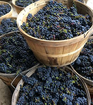 Frisky Beaver Winery