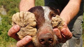 Truffle Hunting & Wine tasting