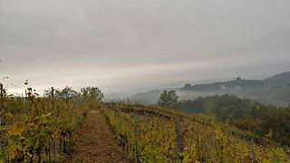 Wine tasting and tour at Azienda Agricola Riccardo Vigna