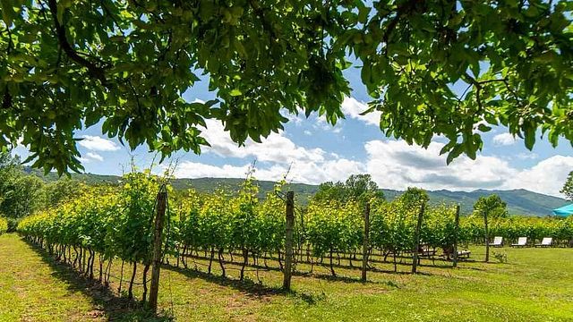 Purple Eye Estate Camp & Winery (Jokaš)