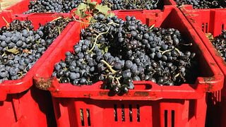 Entdecken Sie Cantina Gaffino: Verkostung und Weintour