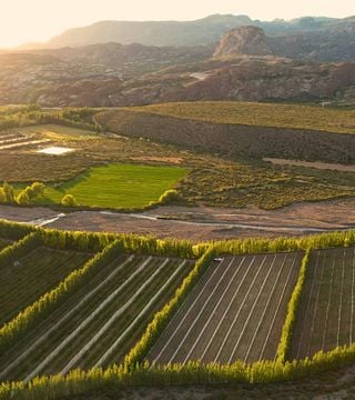 Robleria Vineyard