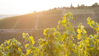 Weinprobe im Weingut Bardorf