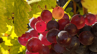 Degustazione presso la cantina di riserva
