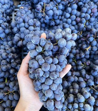Amarone Tour at Tenute Falezza