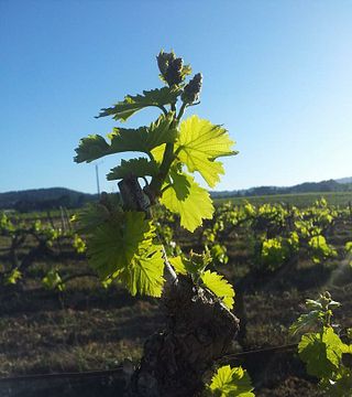 Degustazione di vini e visita allo Château Grand Callamand