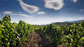 Cata de vinos y visita a la bodega Tikveš