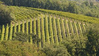 Sertura Società Agricola