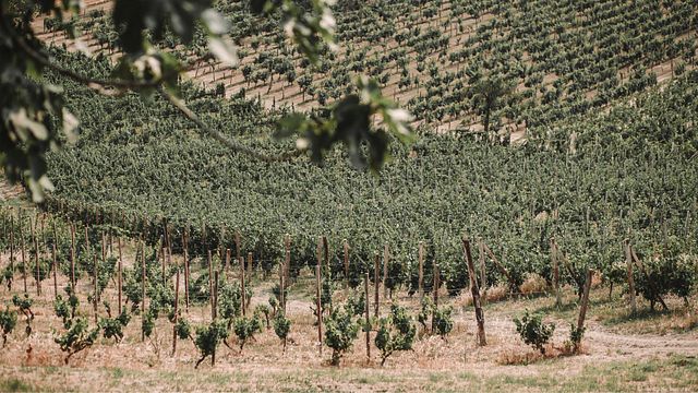 Moasca Unik Terroir