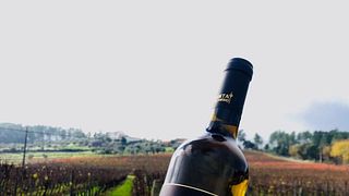 Tejo Wine & Tasting Tour at Quinta Vale do Armo
