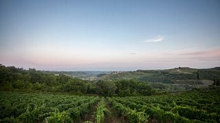 Dégustation de vins et visite à Tenuta Moriano