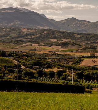Nic Tartaglia Winery