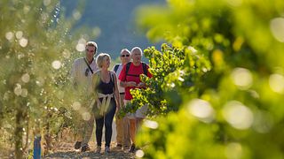 Degustazione di vini ed escursione al Domaine Rocheville