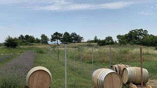 Istrian Wine & Sparkling Tour at Domaine Koquelicot
