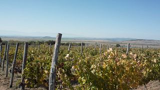 Aprenda sobre la elaboración del vino en la bodega Rumelia