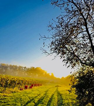Vigneto Tyniec - Ritorno al passato