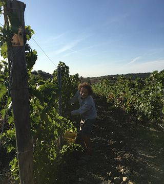 Ernte & Wein in der Azienda Agricola Purovino