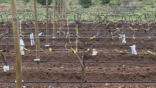 Wine tasting and tour at La Viña Del Señor