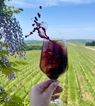 Brič Winery: A Gem in Slovenian Istria