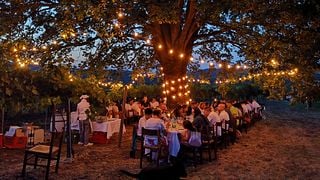 Visite guidée avec dégustation de vins combinée avec brunch à l'Azienda Agricola Calatroni