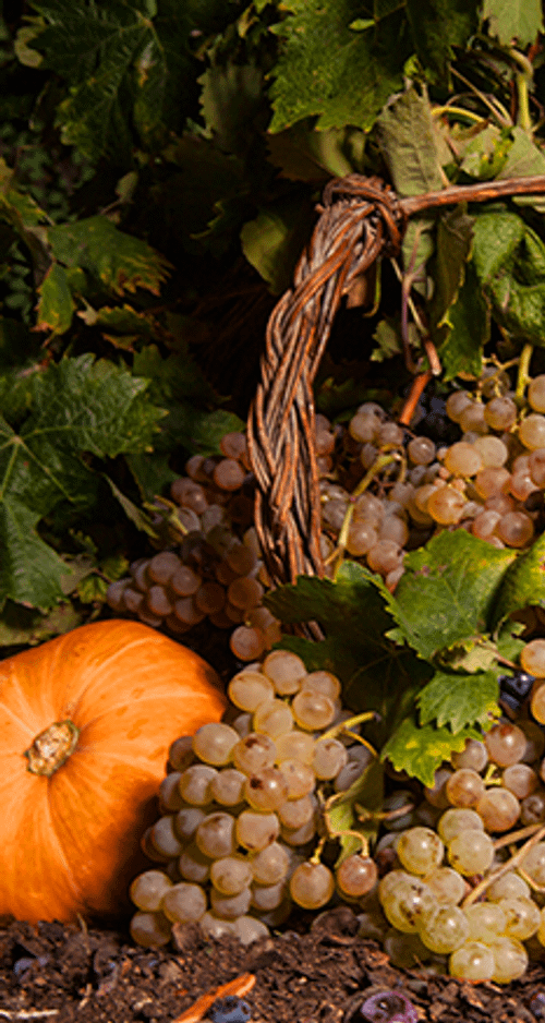 ENTU - Vermentino di Sardegna DOC